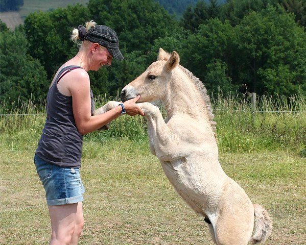 horse Kajue (Fjord Horse, 2015, from Kelvin)