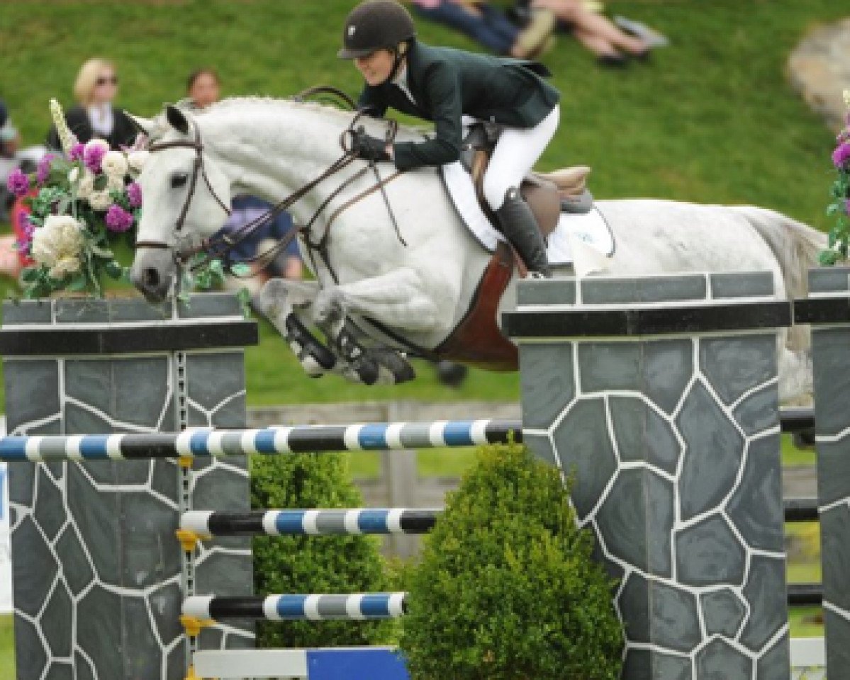 horse Vanhattan (KWPN (Royal Dutch Sporthorse), 2002, from Manhattan)