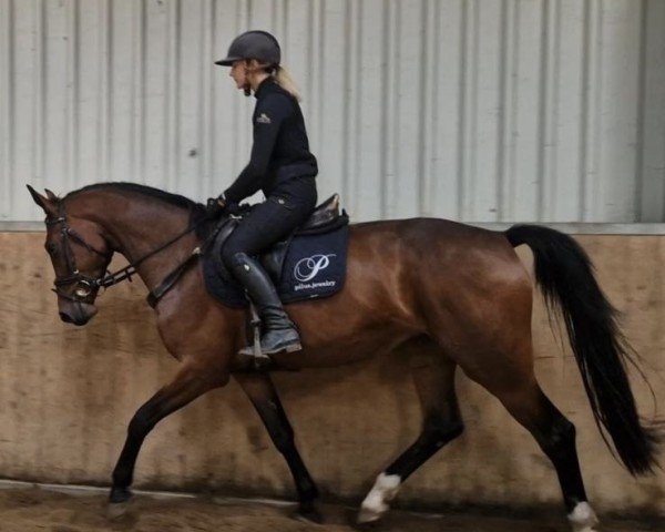 Horse Proud Mary (Holsteiner, 2022, from Charaktervoll Hv)