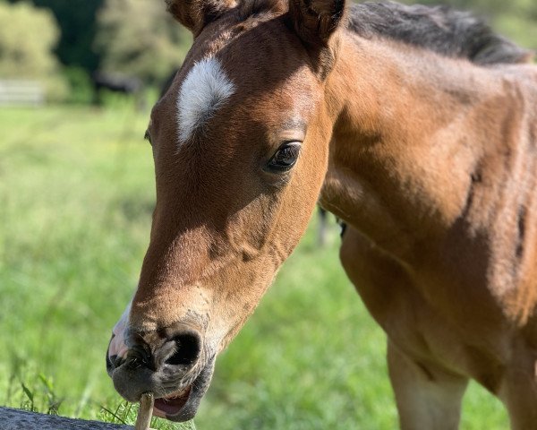 horse Mios (Hanoverian, 2020, from Cavoiro - H OLD)