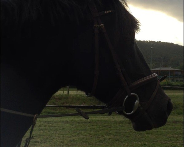 Jumper Future 93 (Wielkopolski, 2007, from Guinness RH)