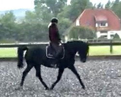 Pferd Comnet (Deutsches Reitpferd, 2014, von Cinemon)