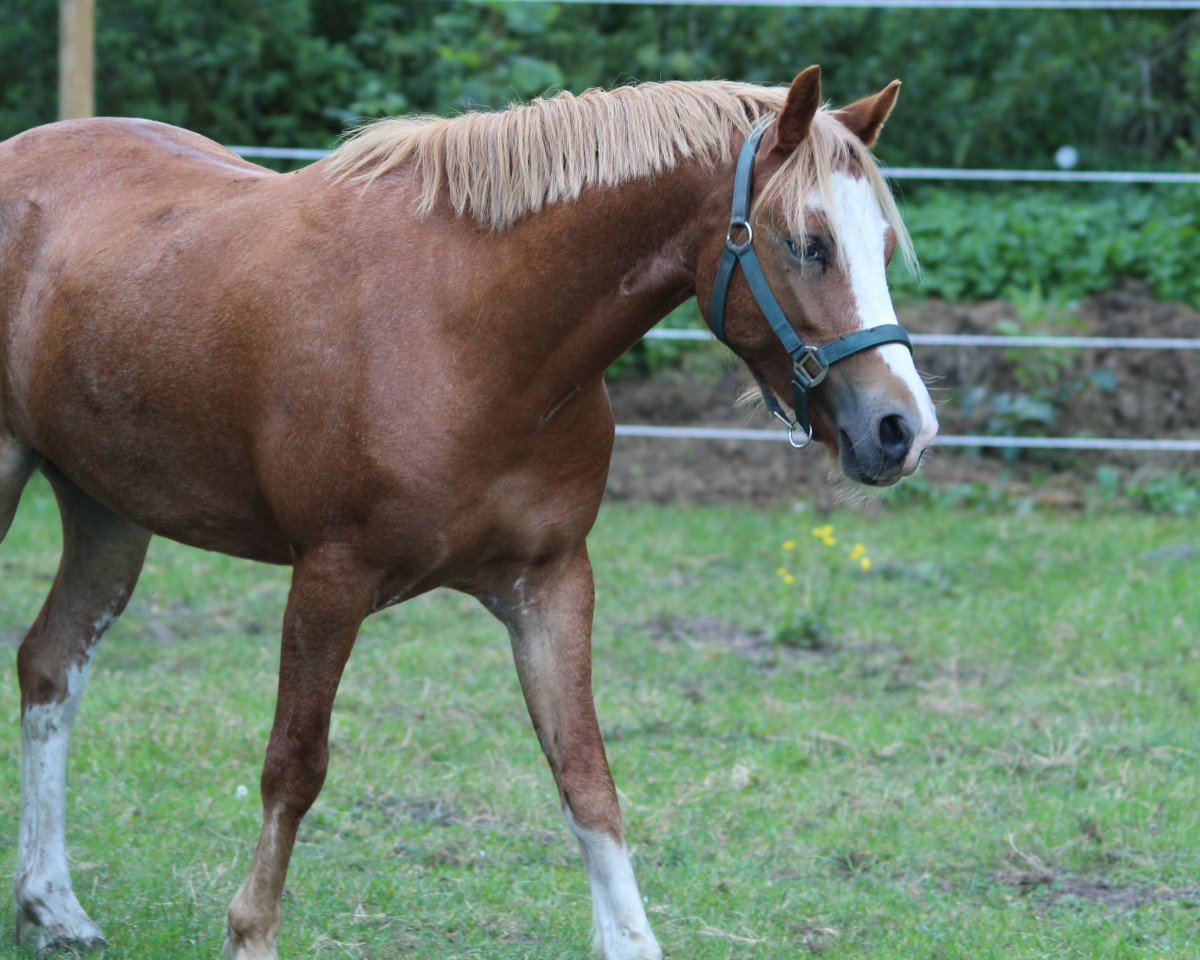 horse Nolimit Happy Dancer (Welsh mountain pony (SEK.A), 2016, from Ceulan Cariadog)