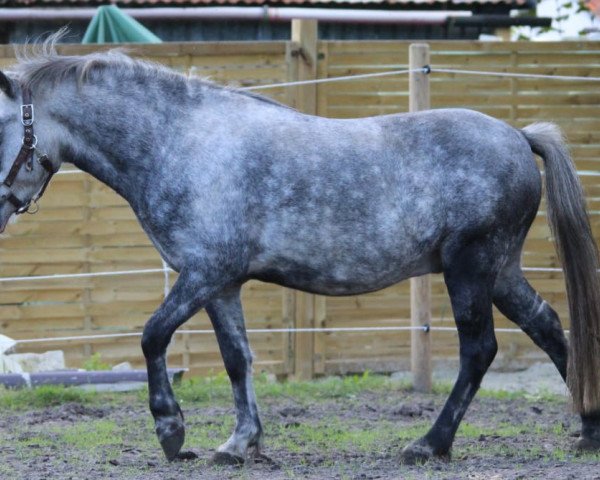 horse Revel Renvers (Kleines Deutsches Pony, 2015, from Revel Menai)