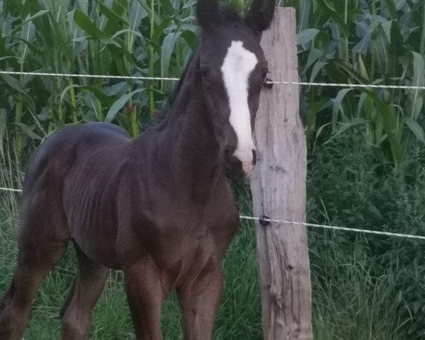 horse Dark Dancer (Hanoverian, 2020, from Dancier Gold FRH)