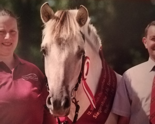 broodmare Desiree (Fjord Horse, 2014, from Kalusha)