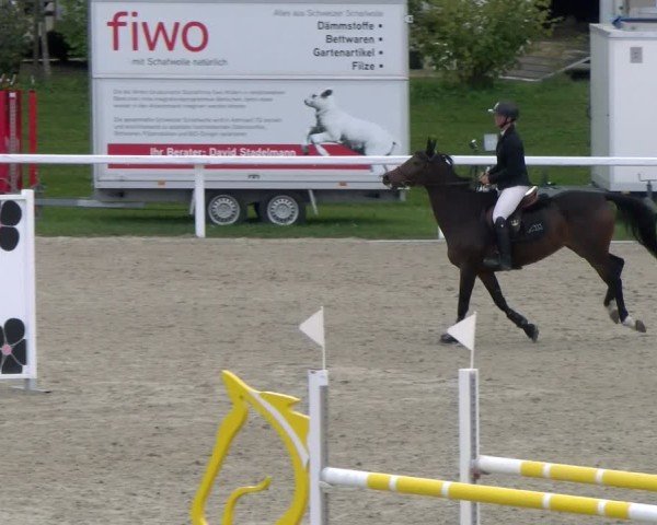 Equestrian Show Bülach 2025