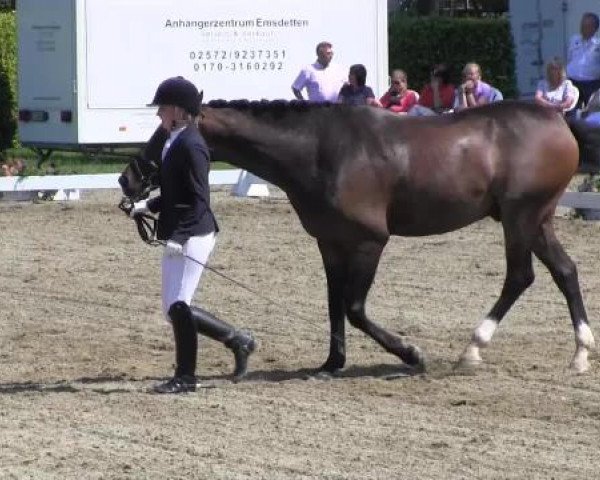 Reitturnier Münster-Handorf 2014