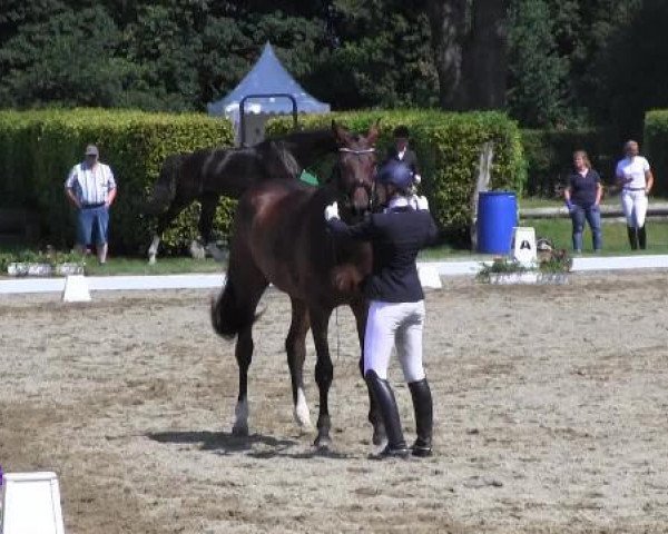 Reitturnier Münster-Handorf 2014