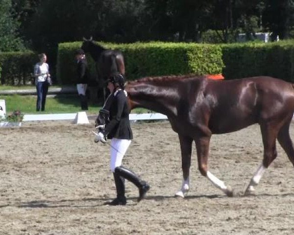 Reitturnier Münster-Handorf 2014
