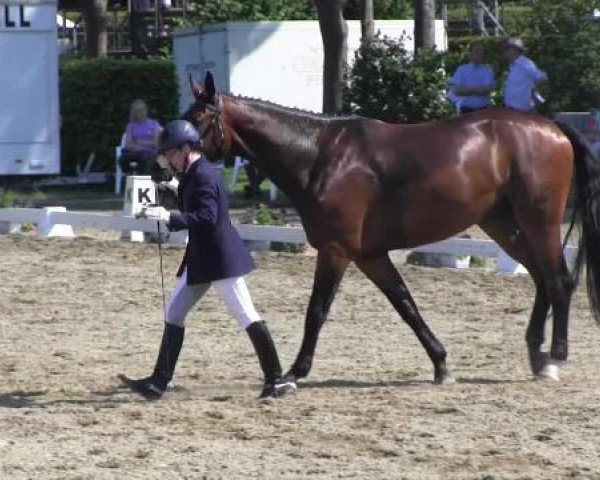 Reitturnier Münster-Handorf 2014