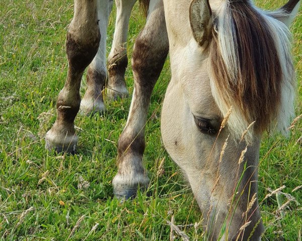 horse Vittorio van de Bilterhoeve (Fjord Horse, 2019, from Drafur)