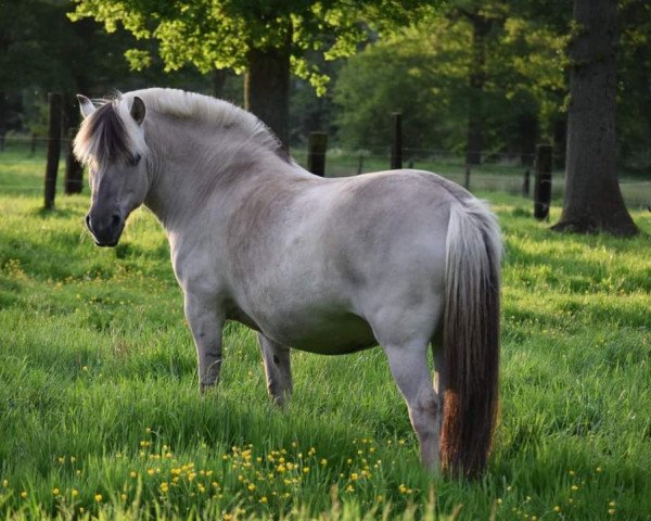 broodmare Perla van de Bilterhoeve (Fjord Horse, 2014, from Brijol)