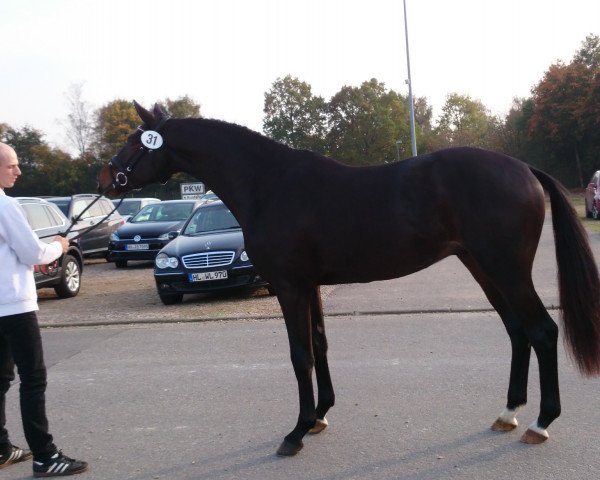 dressage horse DRAGONHEART 40 (Trakehner, 2015, from Schwarzgold)