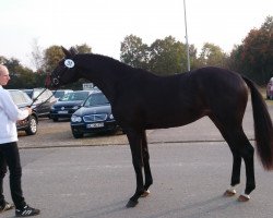 dressage horse DRAGONHEART 40 (Trakehner, 2015, from Schwarzgold)