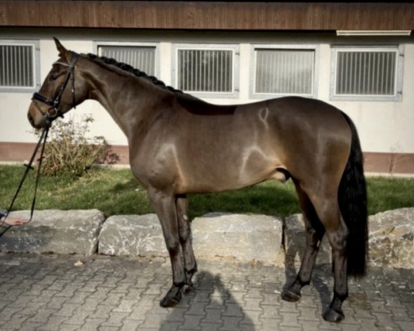 Dressurpferd Delatino (Oldenburger, 2017, von Delatio)