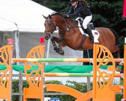 jumper Show Off (Danish Warmblood, 2003, from Solos Landtinus)
