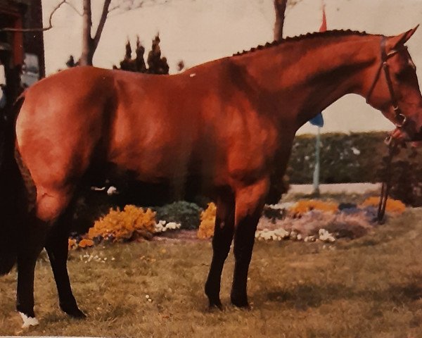 stallion Ahorn (KWPN (Royal Dutch Sporthorse), 1982, from Nimmerdor)