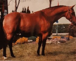 stallion Ahorn (KWPN (Royal Dutch Sporthorse), 1982, from Nimmerdor)
