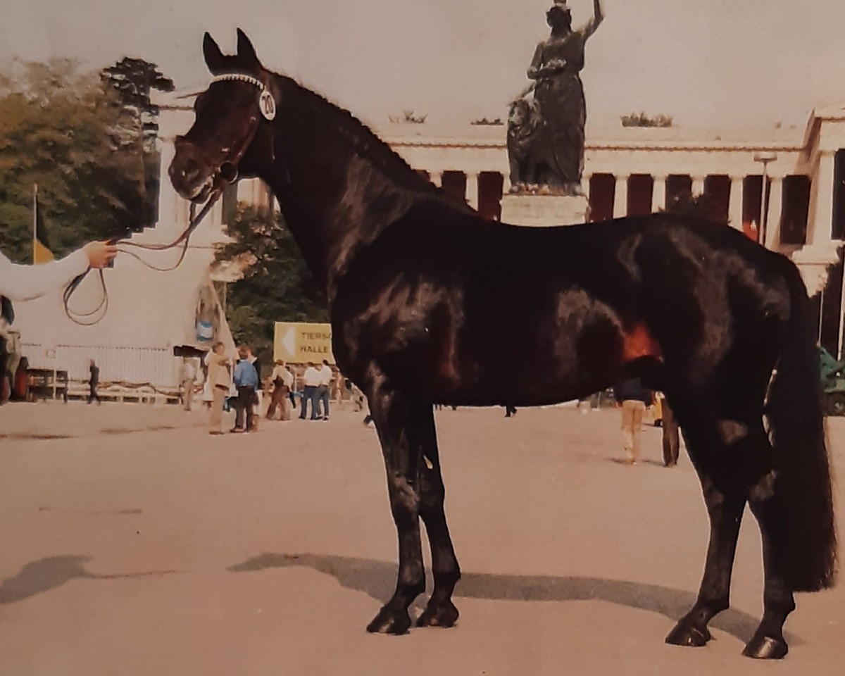 stallion Matador (Trakehner, 1974, from Donauwind)