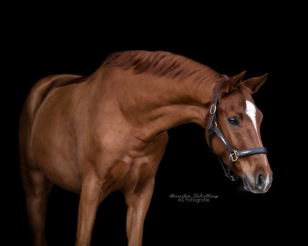 horse Leopold R (Bavarian, 2017, from Londontime)