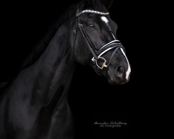Pferd Fidelius S (Hannoveraner, 2015, von Finest)