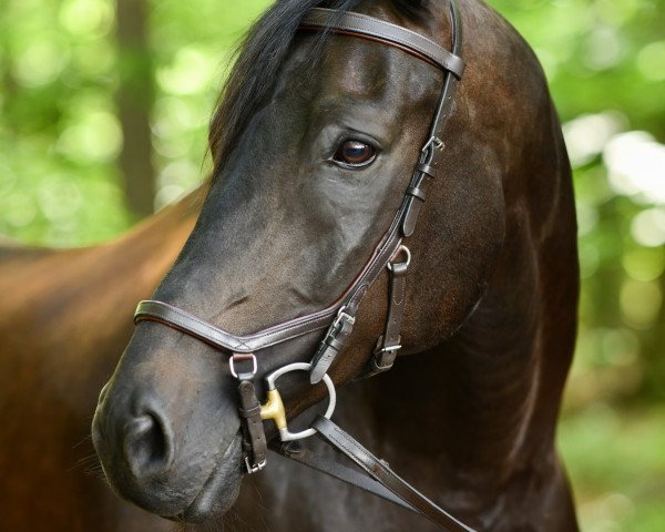 Dressurpferd Faberge SG (Oldenburger, 2011, von Fürstenball)