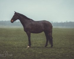 dressage horse Herzkönig Pa (Trakehner, 2012, from All Inclusive)