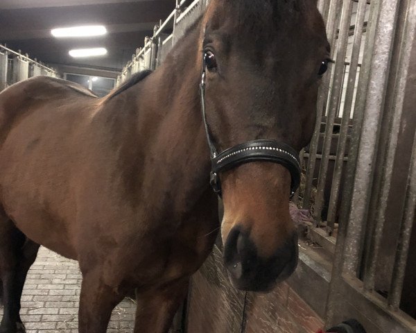 Pferd Odette (Trakehner, 2018, von Impetus)