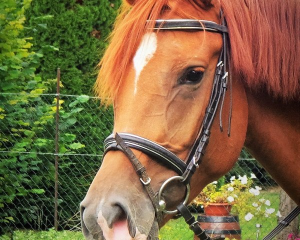 jumper Capaia (German Warmblood, 2013, from Cappo)