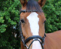 jumper Calou 12 (Oldenburg show jumper, 2010, from Carrico)