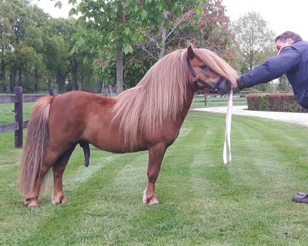 Deckhengst Kenzo van Stal Chanille (Shetland Pony,  , von Tom van Veldhuizen)