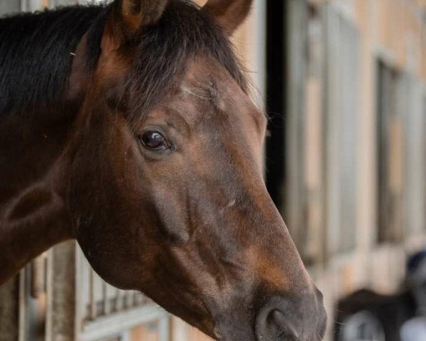 dressage horse Brooklynn (Hanoverian, 2009, from Belissimo NRW)