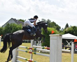 jumper Mia 155 (Oldenburg show jumper, 2013, from Diarado)