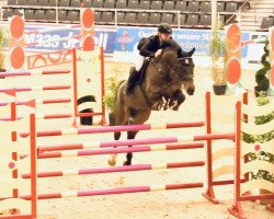 jumper Atc's Castillo (Hanoverian, 2013, from Cassillias)