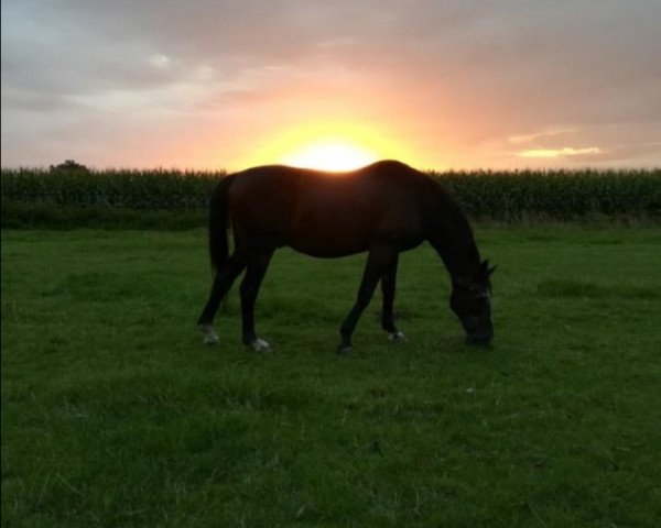 horse Diamant 461 (Latvian Warmblood, 1991, from Donalds)