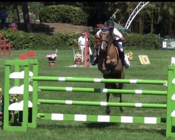 Springpferd Red Kampari (Italienisches Warmblut, 2010, von Campione)