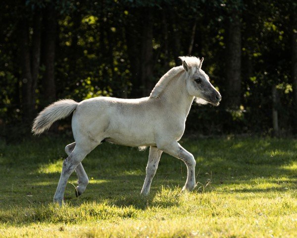 Fohlen von Wenar van Stal De Heale Moanne (Fjordpferd, 2025, von King d'Ober)