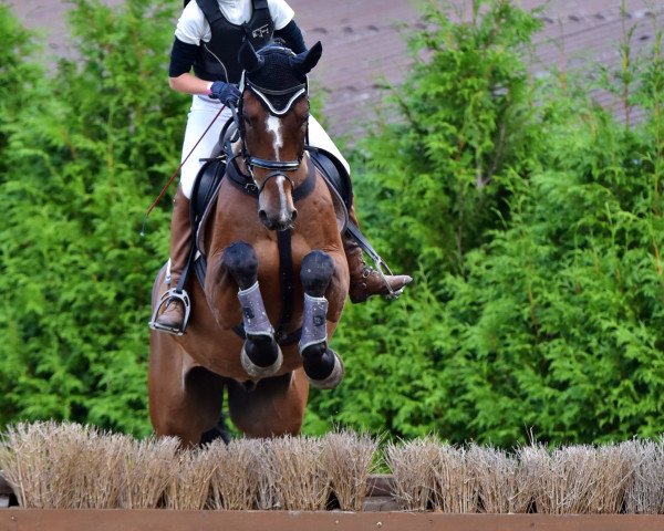jumper Bardolinos Bodyguard (Mecklenburg, 2012, from Bertolini)