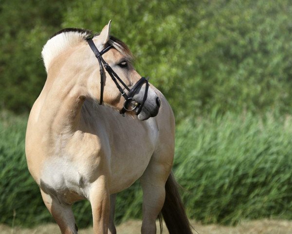 broodmare Lavita LGKS (Fjord Horse, 2012, from Mr. Tveiten N.2591)