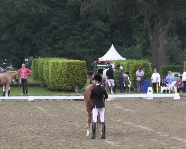 Reitturnier Münster-Handorf 2014