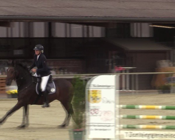 Reitturnier Appelhülsen 2025