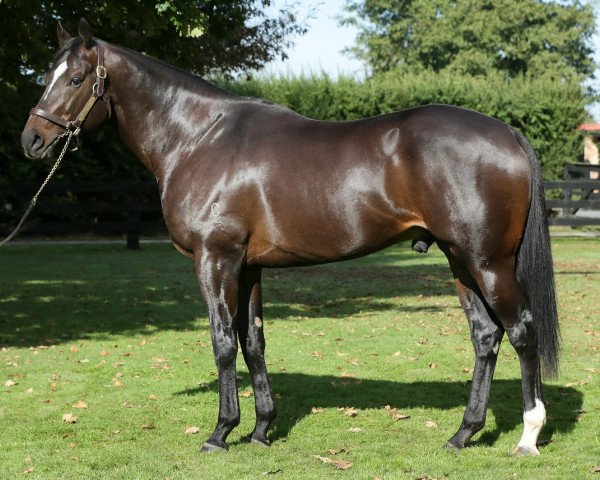 stallion Rageese xx (Thoroughbred, 2012, from Street Cry xx)