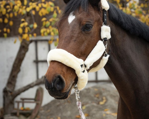 jumper Kimberly Sb (Holsteiner, 2012, from Catoo)