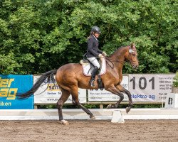 Dressurpferd Dream On CH (Schweizer Warmblut, 2013, von Dimaggio)