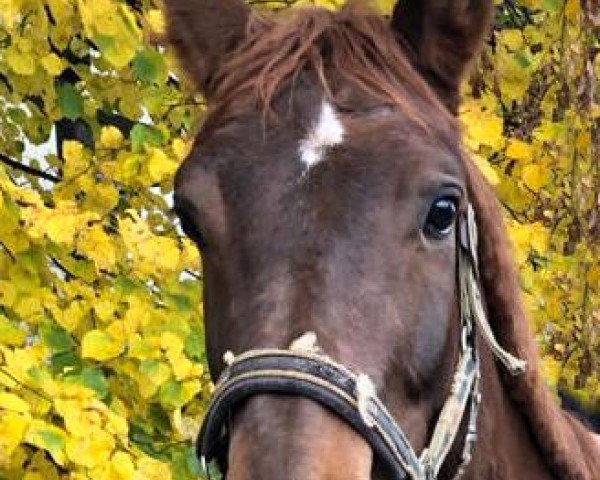 horse Coeur de Lion P (Westphalian, 2017, from Capistrano 2)
