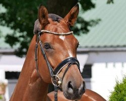 dressage horse Eneas 5 (German Sport Horse, 2016, from Escolar)