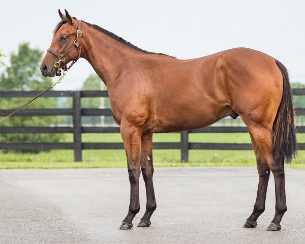 horse Hengst von Uncle Mo xx (Thoroughbred, 2019, from Uncle Mo xx)