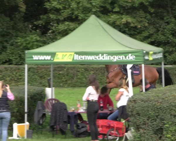 Reitturnier Herbstturnier Westeregeln 2025