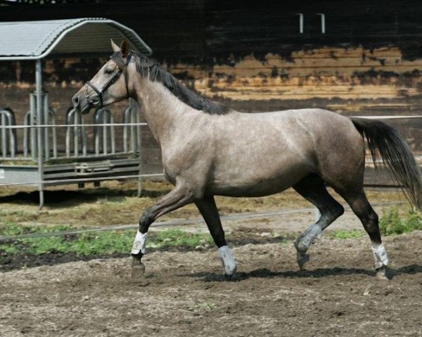 dressage horse Fantasie 315 (Trakehner, 2009, from Heldenberg)